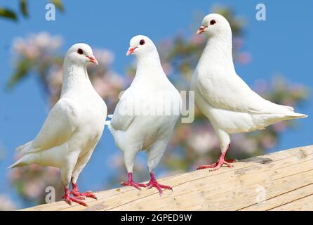 Drei weiße Taube auf blühendem Hintergrund - Kaisertaube - Ducula Stockfoto