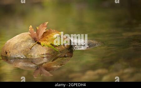 Fallen farbigen Platanus Blatt auf einem Felsen in einem Bach Stockfoto