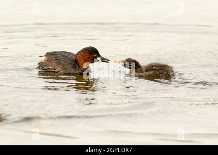 Kleiner Zwergtaucher (Tachybaptus ruficollis) füttert ein junges Küken. Dieser Vogel bewohnt Flüsse, Seen und Sumpfgebiete und ernährt sich von Insekten und anderen kleinen Invertebs Stockfoto