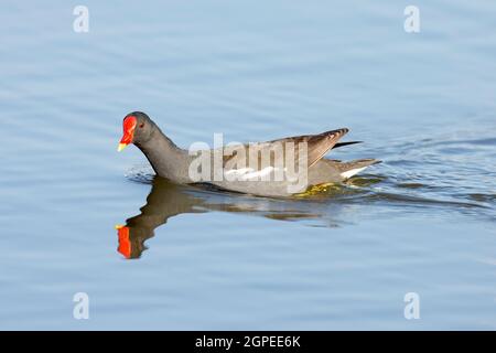 Moorhen (Gallinula chloropus) schwimmt in einem Teich. Fotografiert in Israel im Juni Stockfoto