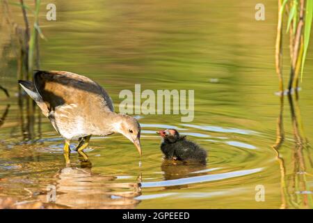 Gewöhnlicher Moorhuhn (Gallinula chloropus), der ein Küken füttert. Fotografiert in Israel im Juli Stockfoto