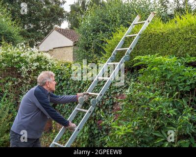 Nahaufnahme eines älteren Mannes, der eine lange Metallleiter an eine hohe Hecke lehnt, bereit zum Schneiden, mit einem alten Stall im Hintergrund. Stockfoto