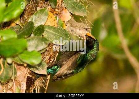 Männlicher Palestine Sunbird oder nördlicher Orangetufted Sunbird (Cinnyris oseus), der junge Jungbrüter in einem Nest füttert Israel, Frühling April Stockfoto