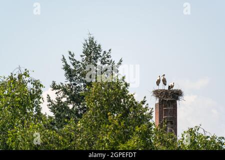 Storch brütet auf einem stillgelegt alten Schornstein mit einer Storchenfamilie Stockfoto