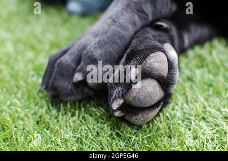 Schwarze Labrador Retriever Hundepfoten aus der Nähe. Makrodetails zu Krallen, Fell und Pads für die häusliche Pflege von Tieren oder Tierarzt Stockfoto