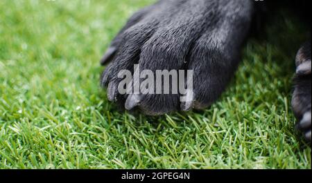 Schwarze Labrador Retriever Hundepfoten aus der Nähe. Makrodetails zu Krallen, Fell und Pads für die häusliche Pflege von Tieren oder Tierarzt Stockfoto