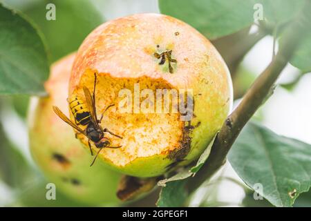 Riesige europäische Hornissenwespe oder Vespa crabro, die einen Apfel aus der Nähe von einem Baum frisst Stockfoto