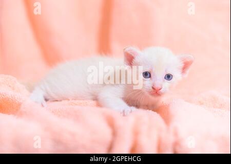 Ein niedliches Kätzchen in einem Stapel von Tüchern Stockfoto