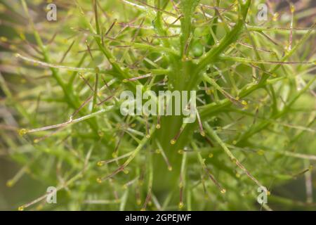Close-up Fotos von stinkenden Passionsblume sind der Hintergrund. Stockfoto