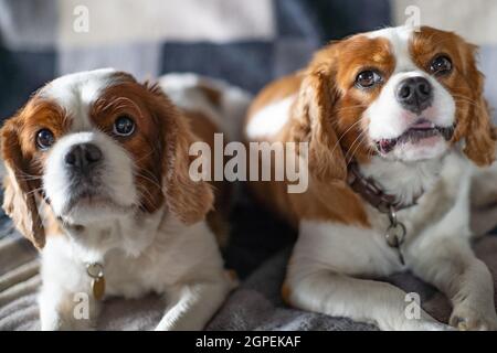 Porträt von zwei Cavalier King Charles Spaniel Hunden Stockfoto