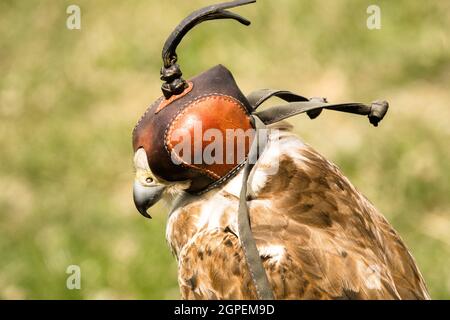 Captive Falcon trägt eine Kapuze Stockfoto
