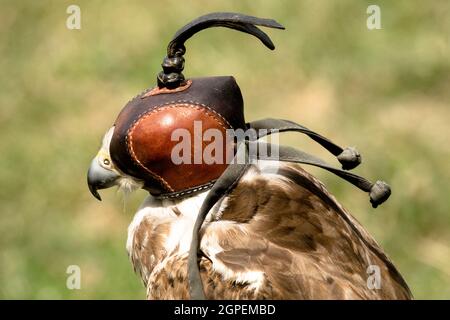 Captive Falcon Kapuze tragen Stockfoto