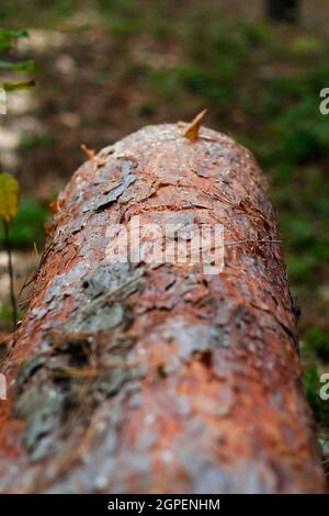 Unschärfe log von Kiefern im Herbstwald. Säge Holz. Säge Schnitt einer großen Kiefer. Natur Holz draußen, im Freien. Baumrinde. Draufsicht. Vertikal. Sa Stockfoto