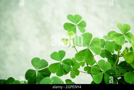Close up Klee Blätter für Hintergrund. Die symbolische von Clover der Erste ist für den Glauben, die zweite ist für die Hoffnung, die Dritte wird für Liebe Klee und shamro Stockfoto