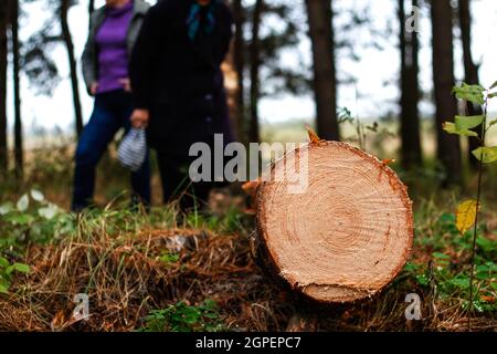 Unschärfe log von Kiefern im Herbstwald. Säge Holz. Säge Schnitt einer großen Kiefer. Natur Holz draußen, im Freien. Menschen Silhouetten stehen auf BA Stockfoto