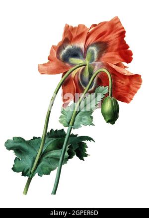 Schlafmohn, Mohn, Papaver somniferum / Papaver somniferum, allgemein bekannt als Opiummohn oder Brotmohn, Digital aufbereitete Reproduktion einer Aquarellzeichnung aus dem Jahr 1827, von P.J. Redoue, Kupfertafel / Digital proceded reproduction of a Watercolor drawing from 1827, by P.J. Redoue, Kupferplatte, Originaldatum unbekannt Stockfoto