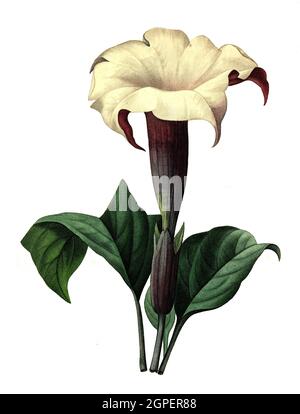 Gemeiner Stechafel bzw. Weißer Stechapfel, Datura stramonium / Datura stramonium, bekannt unter den gebräuchlichen Namen Dornapfel, Jimsonweed, Jimson Weed, Teufelsschnare oder Teufelstrompete, Digital aufbereitete Reproduktion einer Aquarellzeichnung aus dem Jahr 1827, von P.J. Redoue, Kupfertafel / Digital verarbeitete Reproduktion einer Aquarellzeichnung von 1827, von P.J. Redoue, Kupferplatte, Originaldatum unbekannt Stockfoto