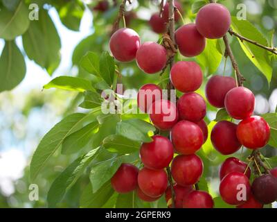 Viele reife rote Kirschpflaumen auf einem Ast. Eine gute Ernte der Früchte. Stockfoto