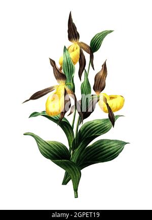 Gelbe Frauenschuh oder Gelb-Frauenschuh, Cypripedium calceolus, auch Rotbrauner Frauenschuh, Marienfrauenschuh / Lady's Slipper Orchids, Lady Slipper Orchids or Slipper Orchid, Digital aufbereitete Reproduktion einer Aquarellzeichnung aus dem Jahr 1827, von P.J. Redoue, Kupfertafel / Digital verarbeitete Reproduktion einer Aquarellzeichnung von P.J. 1827, von P.J. Redoue, Kupferplatte, Originaldatum unbekannt Stockfoto