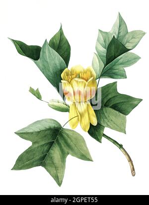 Tulpenbaum, Liriodendron tulipifera / Liriodendron tulipifera, bekannt als Tulpenbaum, amerikanischer Tulpenbaum, Tulpenbaum, Tulpenbaum, Tulpenpappel, whitewood, Fiddletree, and yellow-pappel, Digital aufbereitete Reproduktion einer Aquarellzeichnung aus dem Jahr 1827, von P.J. Redoue, Kupfertafel / Digital verarbeitete Reproduktion einer Aquarellzeichnung von 1827, von P.J. Redoue, Kupferplatte, Originaldatum unbekannt Stockfoto