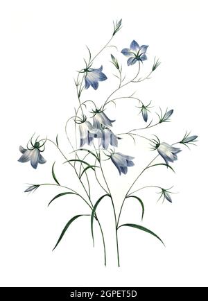 Campanule clochette, Wiesen-Glockenblume / Campanula patula or spreizende Glockenblume, Digital aufbereitete Reproduktion einer Aquarellzeichnung aus dem Jahr 1827, von P.J. Redoue, Kupfertafel / Digital verarbeitete Reproduktion einer Aquarellzeichnung von 1827, von P.J. Redoue, Kupferplatte, Originaldatum unbekannt Stockfoto