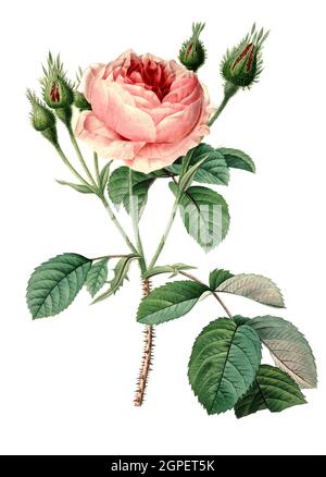 Rosa muscosa, Moschus-Rose, Moschusrose / Rosa moschata, Digital aufbereitete Reproduktion einer Aquarellzeichnung aus dem Jahr 1827, von P.J. Redoue, Kupfertafel / Digital verarbeitete Reproduktion einer Aquarellzeichnung von 1827, von P.J. Redoue, Kupferplatte, Originaldatum unbekannt Stockfoto