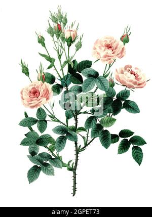 Damaszener-Rose, Rosa × damascena / Rosa × damascena, die Damaszenerrose, die Rose von Kastilien, ist ein Rosenhybrid, Digital aufbereitete Reproduktion einer Aquarellzeichnung aus dem Jahr 1827, von P.J. Redoue, Kupfertafel / Digital verarbeitete Reproduktion einer Aquarellzeichnung von 1827, von P.J. Redoue, Kupferplatte, Originaldatum unbekannt Stockfoto