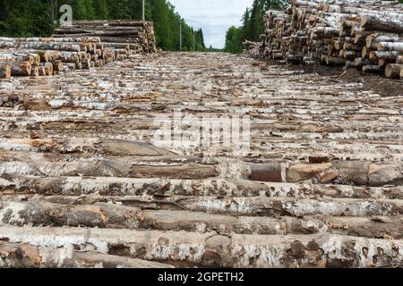 Birkenholzstraße im Wald. Birkenbaumbrücke auf einer schlammigen Straße gemacht. Stockfoto