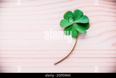 Klee Blätter auf Stein. Die symbolische von Four Leaf Clover der Erste ist für den Glauben, die zweite ist für die Hoffnung, die Dritte wird für Liebe, und der vierte ist für Stockfoto