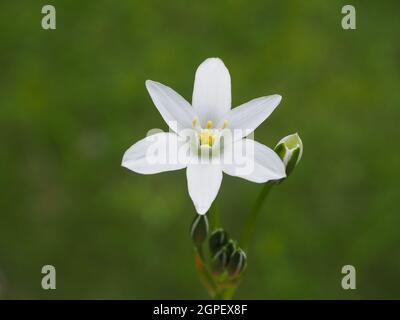 Ornithogalum umbellatum, weiße sternförmige Blume, Nahaufnahme. Gewöhnlicher Name Stern-von-Bethlehem, blühende Pflanze in der Familie der Asparagaceae, Scilloideae. Stockfoto