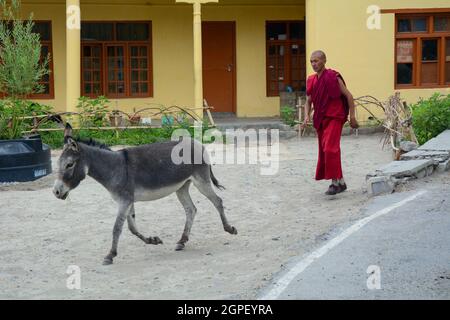 Ladakh, Indien - 18. Juli 2015. Ein Mönch jagt einen Esel im tibetischen Kloster in Ladakh, Indien. Stockfoto