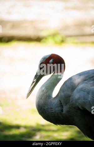 Vertikale Nahaufnahme eines schönen brolga-Vogels Stockfoto