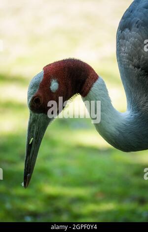 Vertikale Nahaufnahme eines schönen brolga-Vogels Stockfoto
