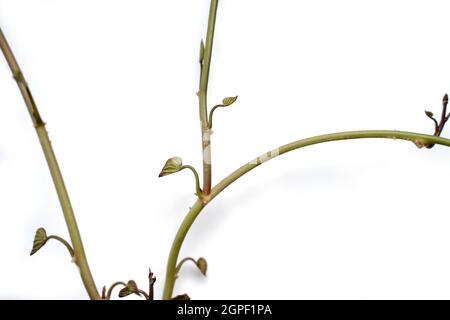 Isolierte Süßkartoffeln sprießen. Dekografisches Element Stockfoto
