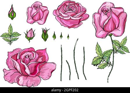 Pinkfarbene Vektorrosen und grüne Leave-Elemente, die auf weißem Hintergrund isoliert sind Stock Vektor