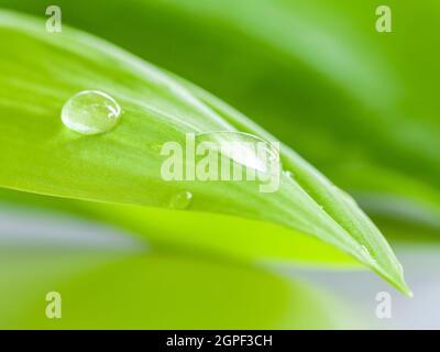 Closeup Wassertropfen auf Pandanus Palme, duftende Pandan, Pandom wangi. Stockfoto