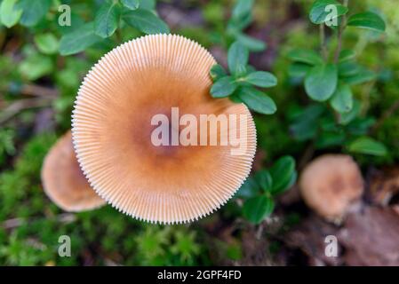 Nicht essbare Pilze, die auf Moos im Wald wachsen Stockfoto