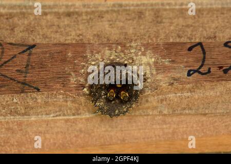 Nahaufnahme von Bienenstöcken aus Holz und stachellosen Bienen oder Trigona-Spinipes im Bienenhaus in Manaus, Brasilien. Imkerei- oder Imkerei-Konzept Stockfoto