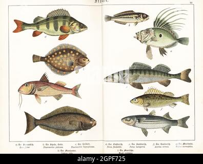 John Dory, Zeus faber A, Scholle, Pleuronectes platessa b, Heilbutt, Hippoglossus hippoglossus c, Barsch, Perca fluviatilis d, Zander, Sander lucioperca e, Rüffe, Gymnocephalus cernua f, gestreifte rote Meeräsche, Mullus surmuletus g, Regenbogenpapageienfisch, Coris julis h, und Flathead grau Meeräsche, Mugil cepalus i. Chromolithographie aus Gotthilf Heinrich von Schuberts Naturgeschichte der Tierreiche für Schule und Haus, Schreiber, München, 1886. Stockfoto