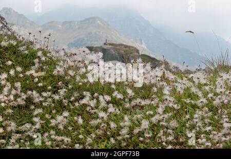 Kolonie der Bergavenen in den Alpen, viele flauschige Samenköpfe Stockfoto