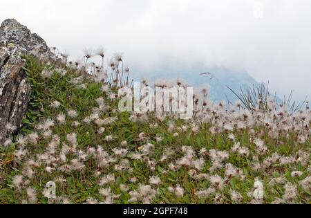 Kolonie der Bergavenen in den Alpen, viele flauschige Samenköpfe Stockfoto