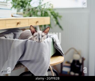 Süße kleine kahlgraue sphynx Kätzchen, die unter dem Tisch in der Box schlafen. Die Katze im Haus ist eine sehr schwelende Katze Stockfoto
