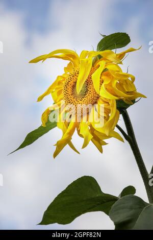 Einzelne riesige Sonnenblume in Blüte Stockfoto