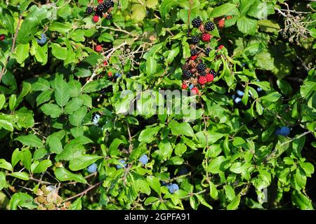 Reife Brombeeren und Schlehen in einer Hecke. Stockfoto