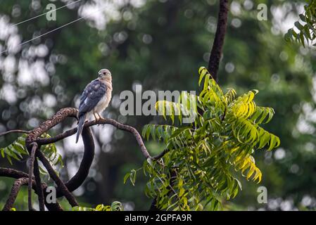 Ein Shikra in wachsamer Position, das auf einem Baum sitzt Stockfoto