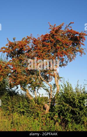 weißdornbaum (Crateegus monogyna), bedeckt mit reifen Hagebutten. Weißdornbeeren. Stockfoto