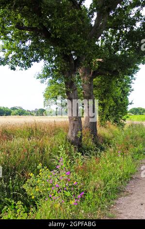 Wilde Blumen und Drainage Graben neben einem Foopath. Stockfoto