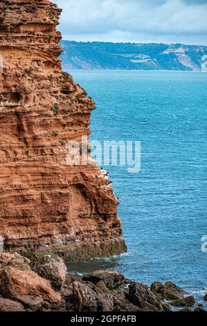 Kormorane, die auf Red Otter Sandsteinklippen am Danger Point thronen, gehen östlich von Otterton Ledge, Devon Stockfoto