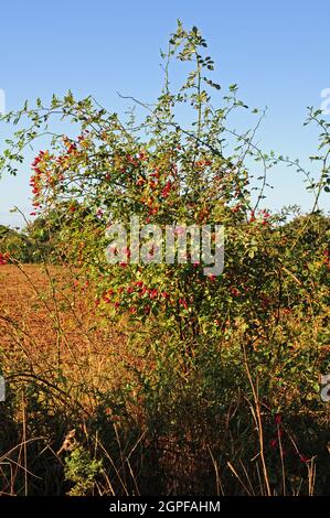 Rosenbusch, Rosa canina, mit reifen Hüften. Hagebutten. Stockfoto