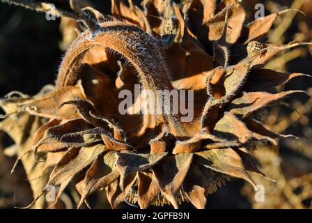 Sonnenblumen trockene gelb-braune Blätter des reifen Kopfes, natürlicher organischer Hintergrund Stockfoto